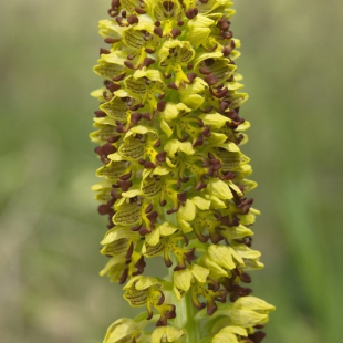 Orchis punctata